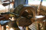 Extraction des faisceaux fibreux du mésocarpe de la noix de coco, Nalanda, Ceylan Sri Lanka.
