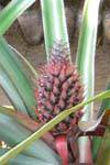 Infrutescence d'Ananas, jardin des épices de Nalanda, Ceylan Sri Lanka.