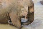 Pinnawela, éléphant au bain dans la Maha Oya river, Ceylan Sri Lanka.