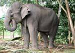 Grand éléphant se nourissant de feuilles de palmier, Pinnawela, Ceylan Sri Lanka.