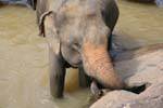 Pinnawela, un éléphant ça trompe énormément, Ceylan Sri Lanka.