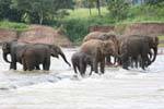 Harde d'éléphants dans les rapides de la Maha Oya, Pinnawela, Ceylan Sri Lanka.
