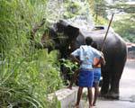Eléphant s'arrosant avec sa trompe au bord de la route, Pinnawela, Ceylan Sri Lanka.