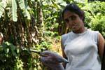 La coupeuse de bananier, Kitulgala, Ceylan Sri Lanka.