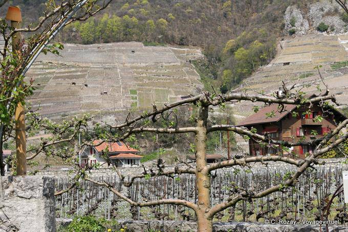 Vue sur un cep, vignes et culture, Aigle - Suisse