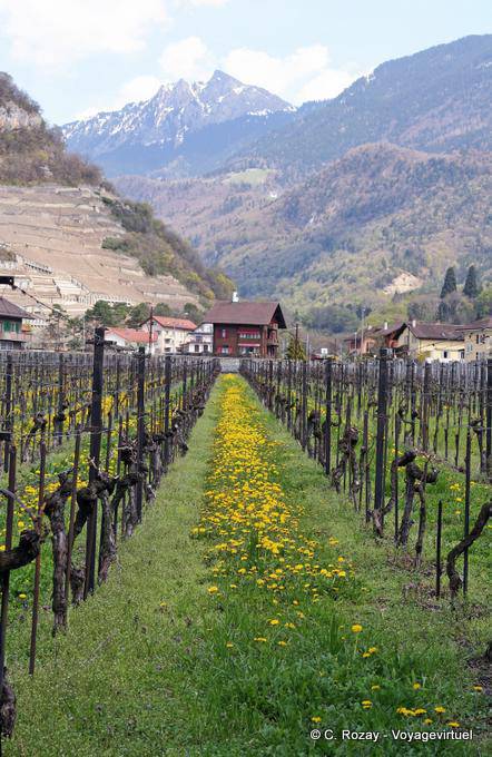 Un vignoble du Chablais, Aigle - Suisse