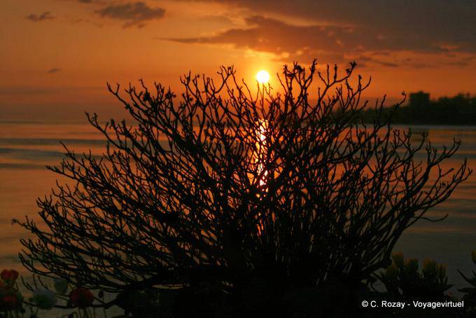 Buisson ardent, Montreux - Suisse
