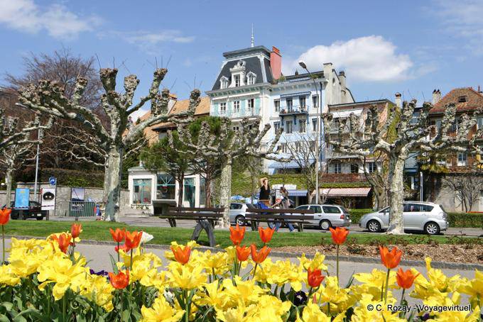 Tulipes sur le Quai Perdonnet, Vevey - Suisse