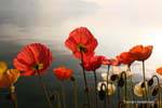 Les coquelicots, Montreux, Suisse.