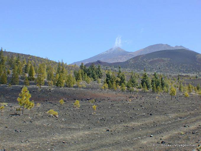 Fumerolles et forêt sur les pentes du Teide, Ténérife
