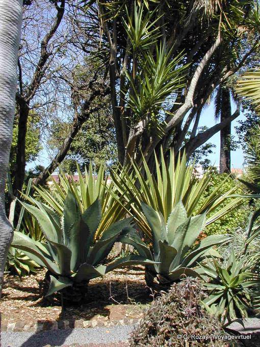 Jardin botanique, Ténérife