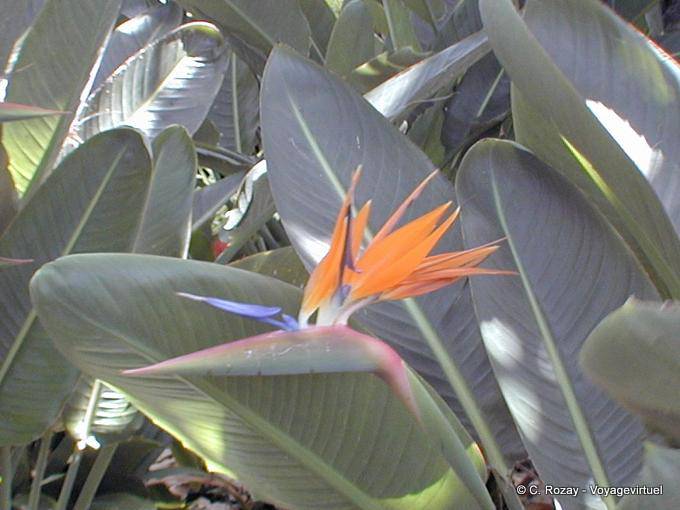 Fleur dans un jardin tropical, Ténérife