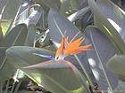 Fleur dans un jardin tropical, Ténérife.
