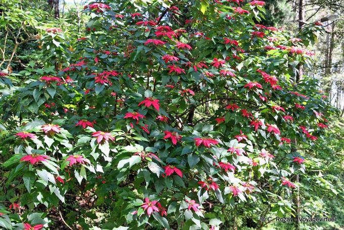 Poinsettia, Etoile de Noël, Phuping Palace, Chiang Mai - Thaïlande