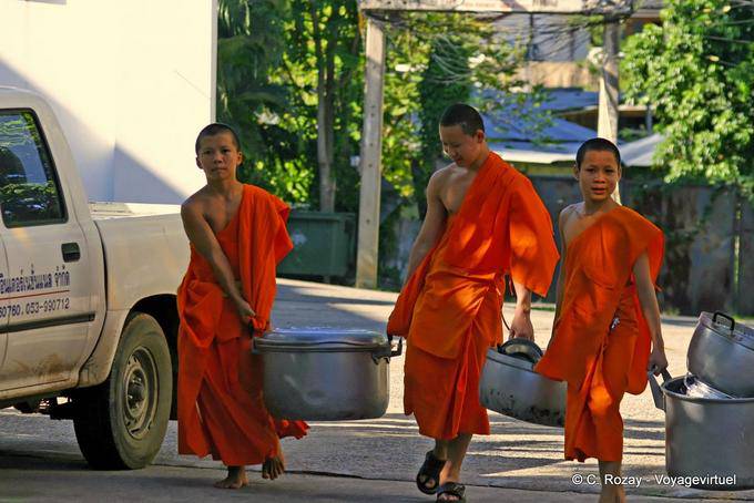 Moinillons à la tâche, Chiang Mai Temple - Thaïlande