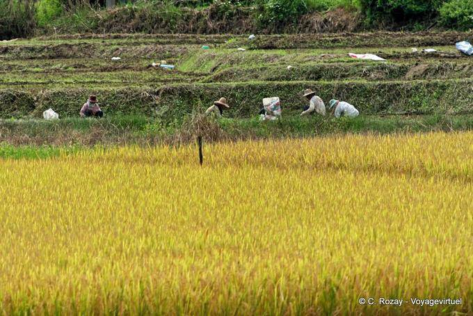 Travail des champs, Chiang Mai - Thaïlande