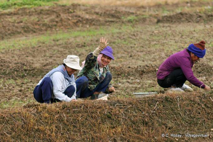 Coucou amical, Chiang Mai - Thaïlande