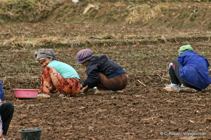 Femmes accroupies au travail, Chiang Mai - Thaïlande