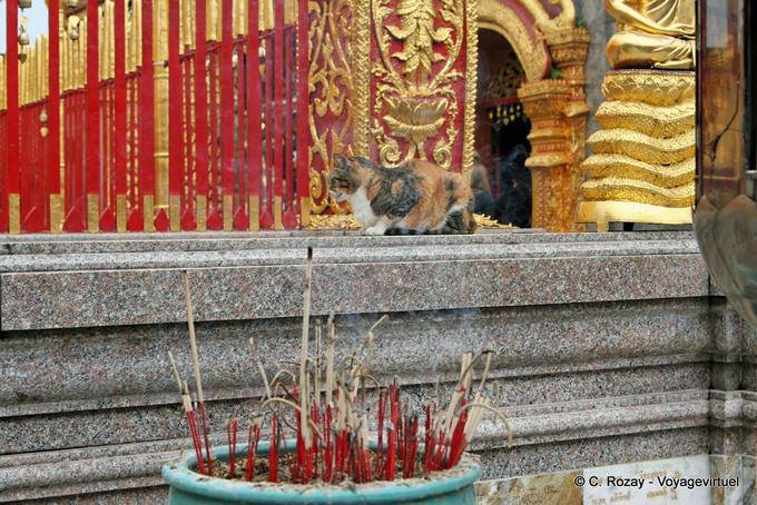 Chat et encens, Wat Doi Suthep, Chiang Mai - Thaïlande