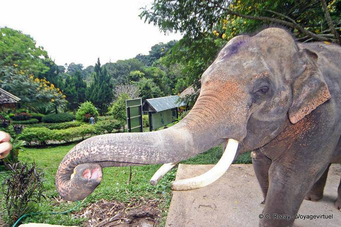 Un éléphant, Wat Doi Suthep, Chiang Mai - Thaïlande