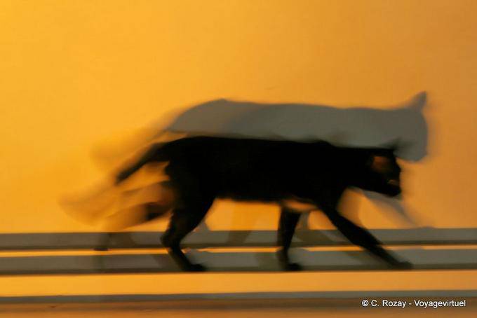 Chat noctambule, Wat Phra Sing, Chiang Mai - Thaïlande