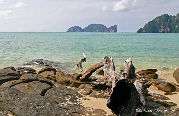 Bois flotté au bord de mer, Koh Phi Phi - Thaïlande