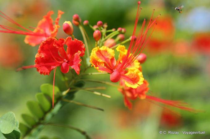 Fleurs magnifiques, Koh Phi Phi - Thaïlande