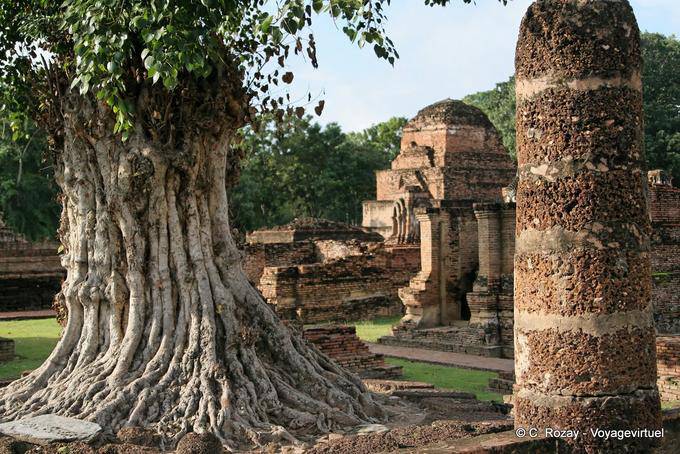 Arbre avec un tronc torturé, Sukhothai, Wat Mahathat - Thaïlande