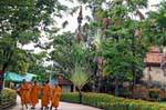 Les bonzes et arbre du voyageur, Wat Yai Chai Mongkol, Ayutthaya, Thaïlande.