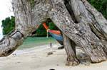 Sous les racines, Koh Phi Phi, Thaïlande.