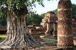 Arbre avec un tronc torturé, Sukhothai, Wat Mahathat, Thaïlande.