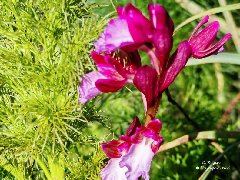 Saint Florent Fleur sur le chemin de l anse de Fornali 027