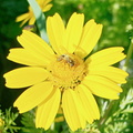 Saint Florent La fleur et l abeille 035