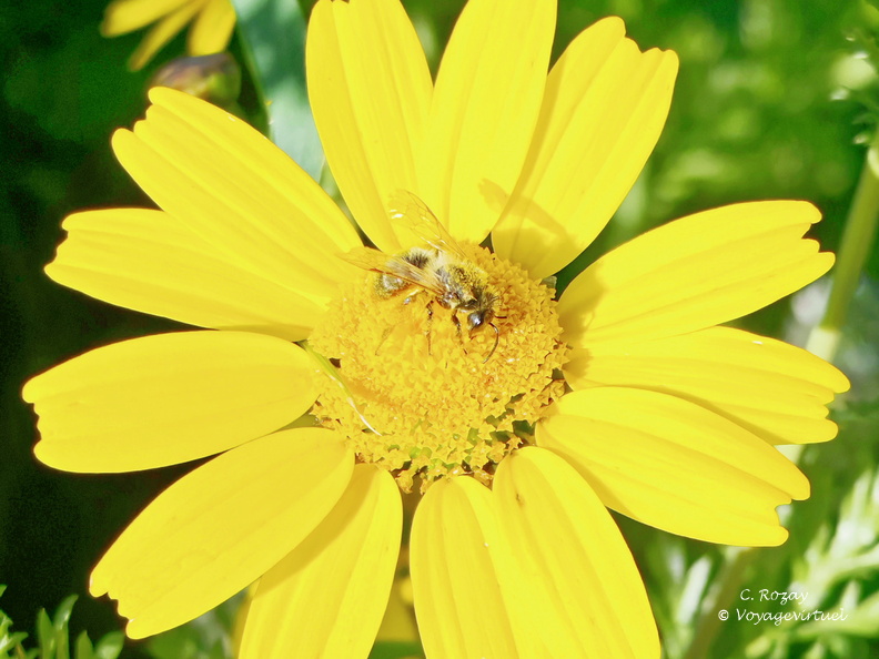 Saint Florent La fleur et l abeille 035