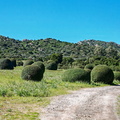 Saint Florent Sur le chemin de l anse de Fornali 022