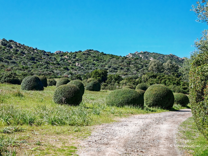 Saint Florent Sur le chemin de l anse de Fornali 022