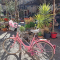 Belgodere Le velo rose 152