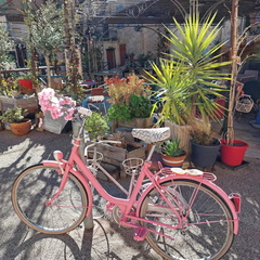 Belgodere Le velo rose 152