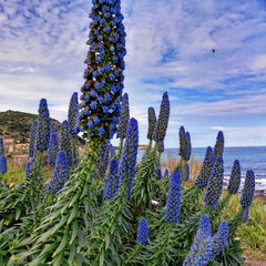 L'île Rousse Jardin du Best Western 201