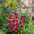 L'île Rousse Les orchidees 185