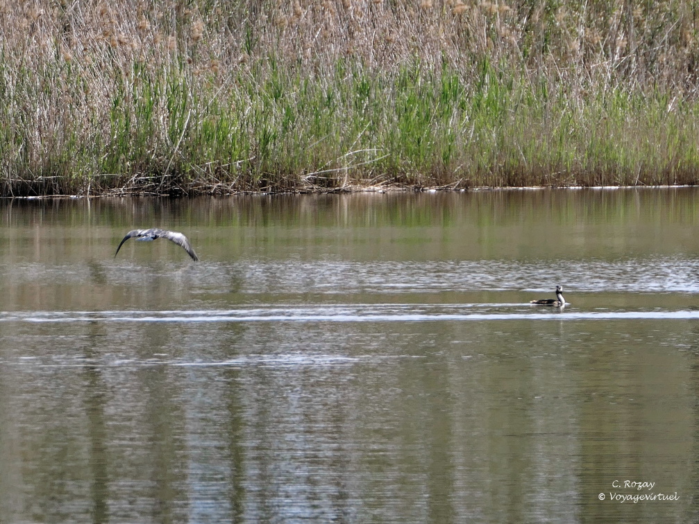 Etang de Biguglia Ile San Damiano 158