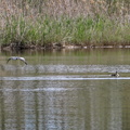 Etang de Biguglia Ile San Damiano 158