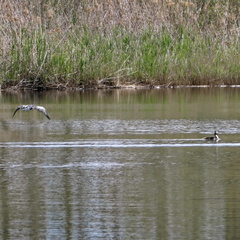 Etang de Biguglia Ile San Damiano 158