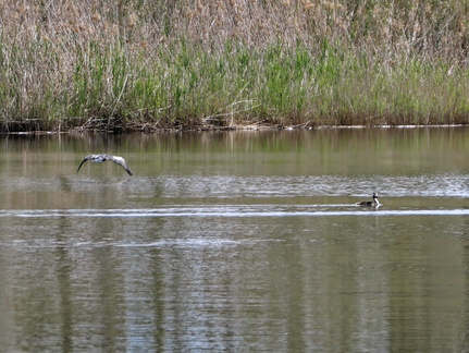 Etang de Biguglia Ile San Damiano 158
