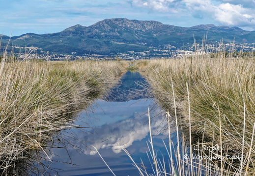 Etang de Biguglia Ile San Damiano 161