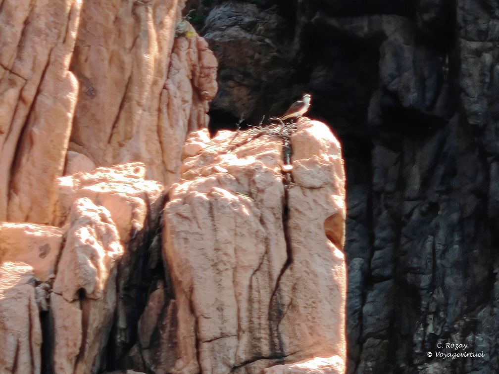 Calanques de Piana Balbuzard pecheur 327