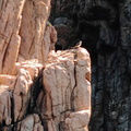 Calanques de Piana Balbuzard pecheur 327