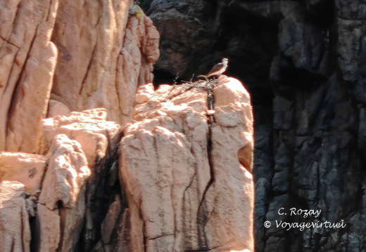 Calanques de Piana Balbuzard pecheur 327