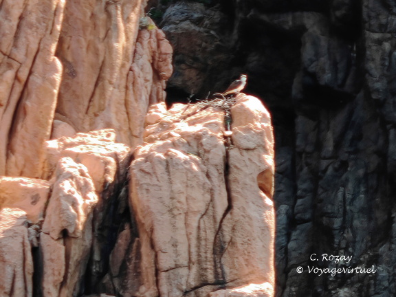 Calanques de Piana Balbuzard pecheur 327
