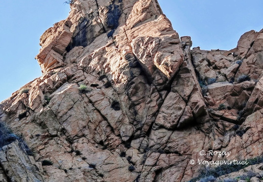 Calanques de Piana Nid de balbuzard pecheur 322